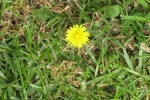 garden-yellow-dandelion