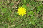 garden-yellow-dandelion1