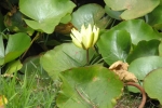 garden-yellow-lily