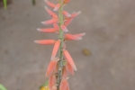 Aloe Vera Flower