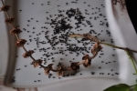 Thai Basil Seeds