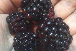 Blackberry