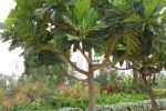 Breadfruit Tree