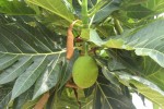 Breadfruit Tree