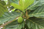 Breadfruit Tree