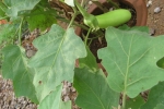 gon-brinjal-green