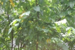 Star Fruit Tree