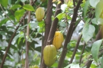 Star Fruit