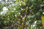 Carambola Tree