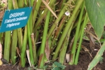 Cardamom Plant