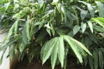 Cardamom Plant