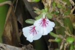 Cardamom flower