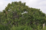 Cashew tree