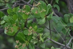 Cashew nut tree