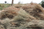 gon-chickpea-harvested-twigs