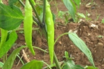 Green Chilies