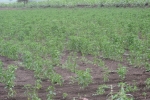 Green Chilies Field