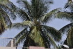 Coconut Palm