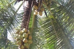 Coconut harvesting