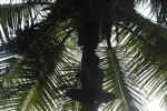 Coconut harvesting