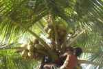 Coconut harvesting