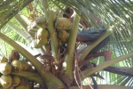 Coconut harvesting