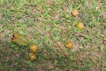 Coconut young fruits