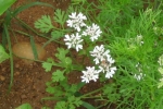 Coriander Flowers