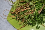 Coriander Roots