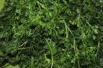 Coriander Leaves