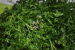 gon-coriander (6)