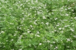 Coriander Plant