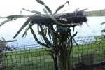 Dragon fruit plant