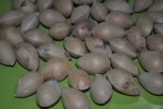 gon-ginko-seeds-1