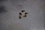 Grape Seeds