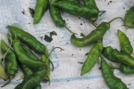 Green Chilies