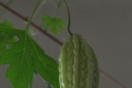 Bitter Gourd