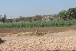 gon-jowar-harvest-4