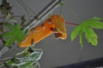 Bitter Gourd Seeds