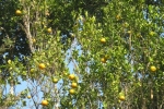 gon-kodagu-orange-tree1