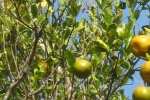 Orange tree