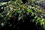 Mangosteen Flowers