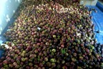 Mangosteen Harvest