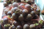 Mangosteen