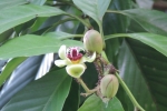 Mangosteen