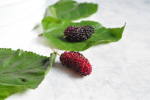 gon-mulberry-4