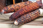 Multi-colored Corn