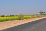 Mustard Fields