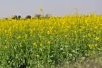 Mustard Fields