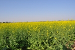 Mustard Fields